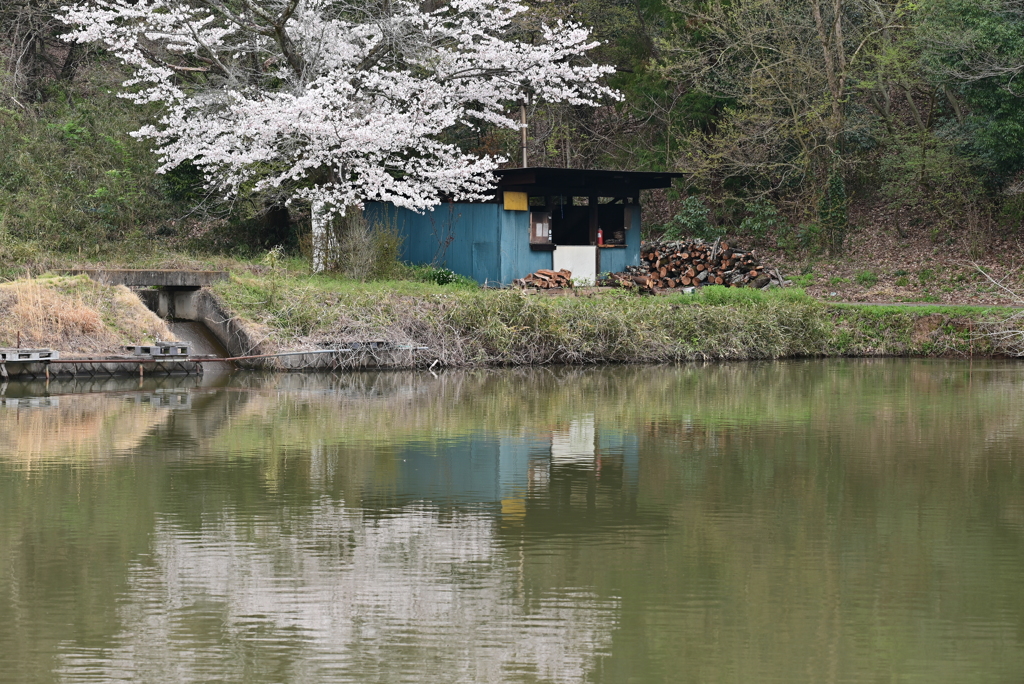 菅塩沼の桜