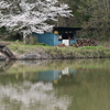 菅塩沼の桜