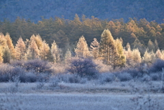 晩秋の小田代ヶ原