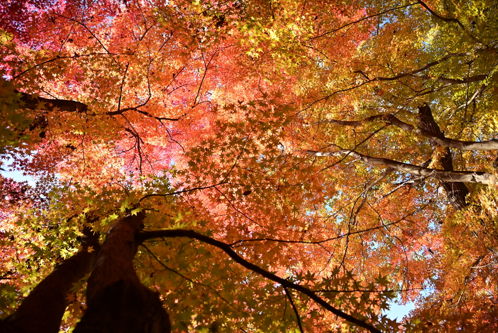 満天の秋空