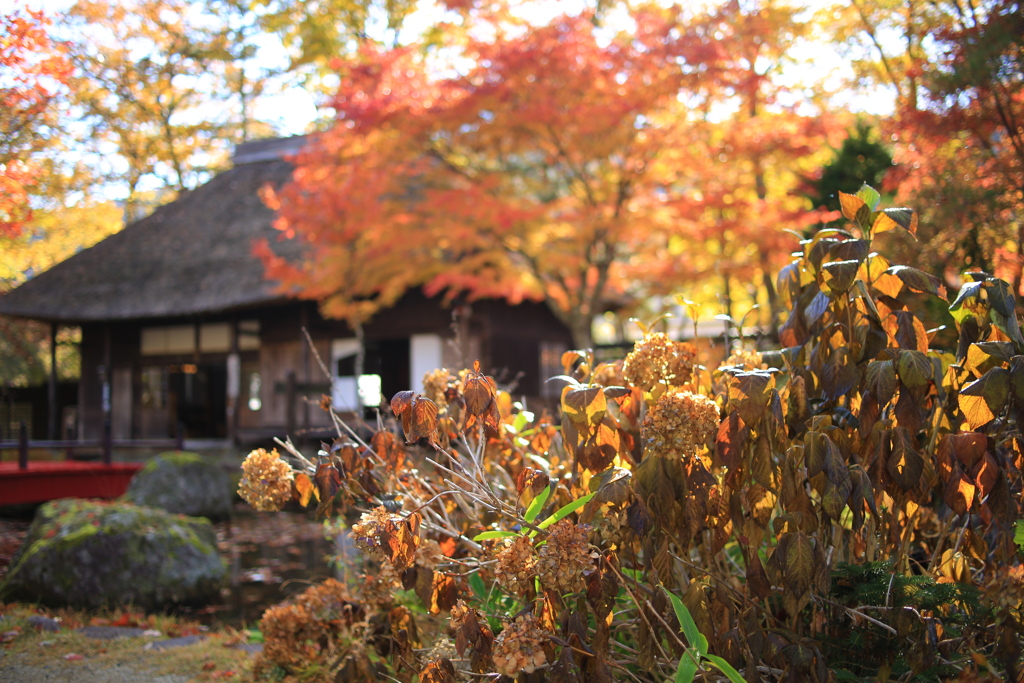 紅葉の里　３