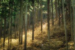 三椏の森を歩く