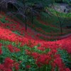 彼岸花群生　ⅸ