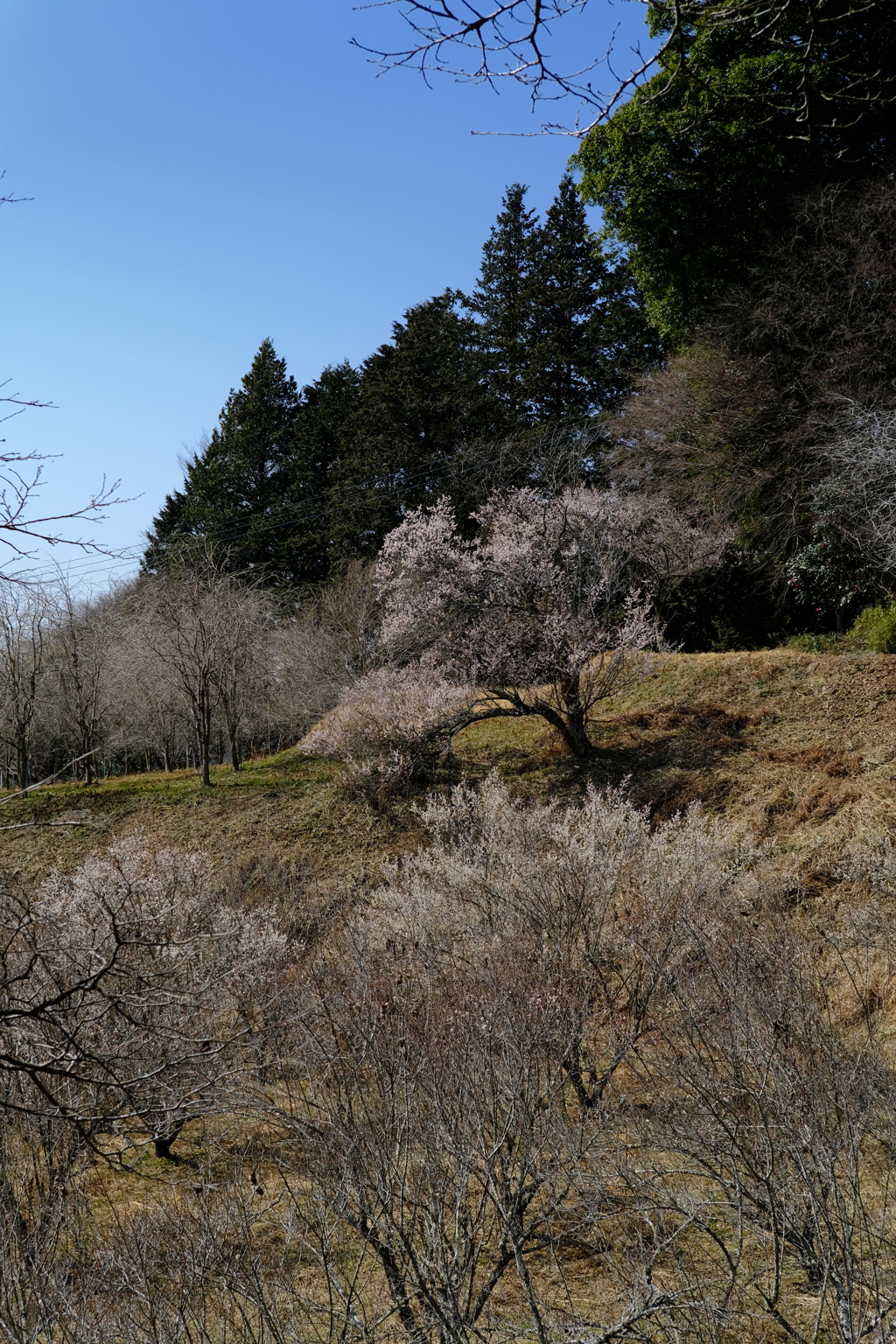 古梅　～観音山梅の里梅園～