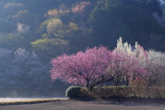 桜巡り