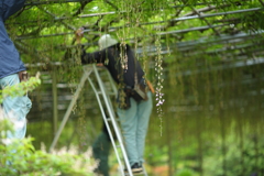 最後の藤