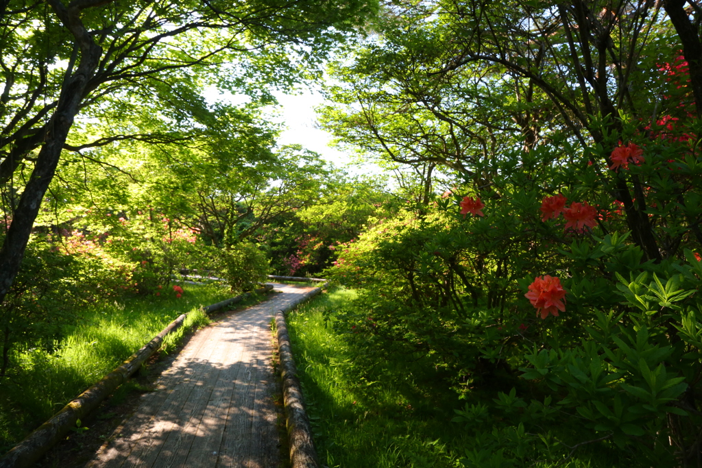 八幡つつじ群落　ⅱ