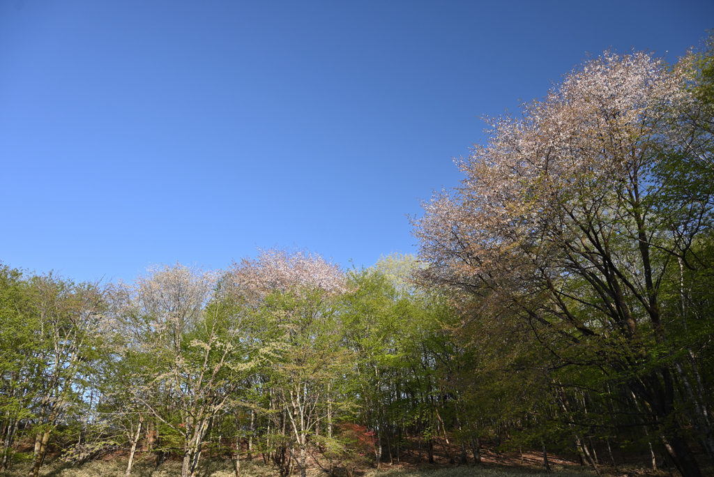 新緑の季節　④