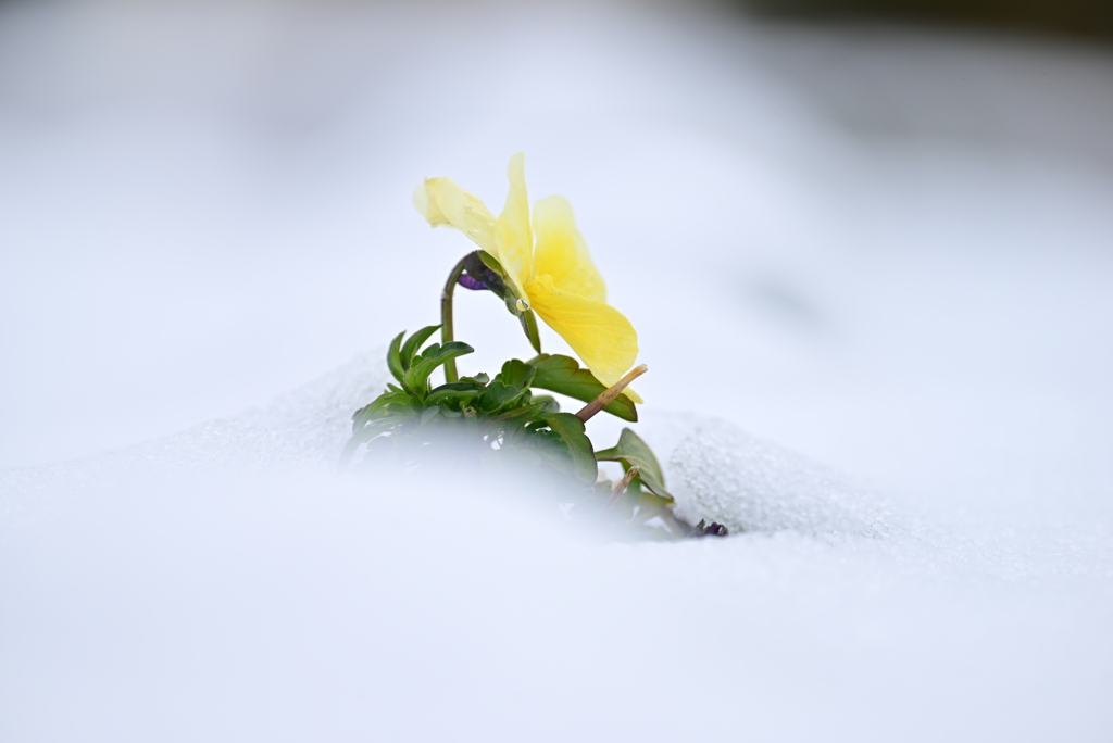 雪とパンジー　Ⅱ