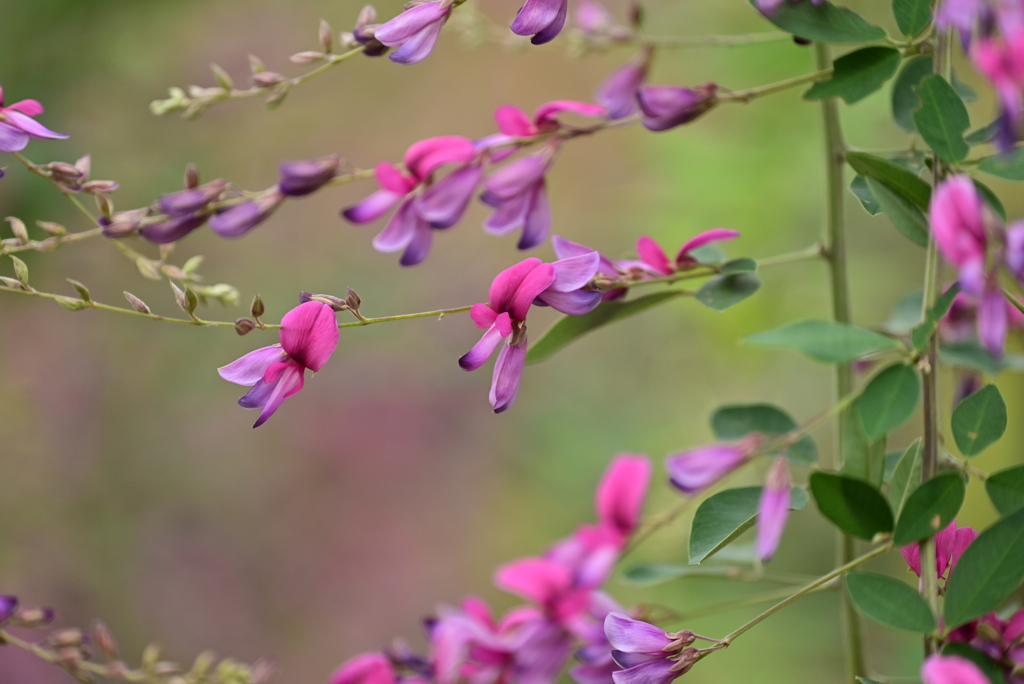萩の花　Ⅱ