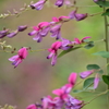 萩の花　Ⅱ
