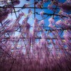 紫の雨