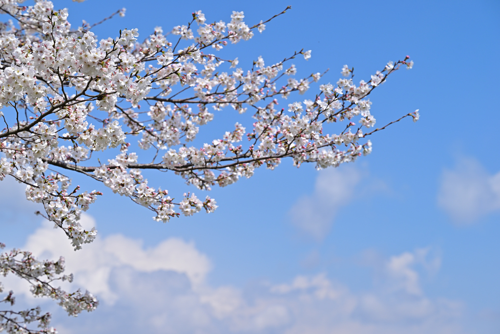 青空と桜