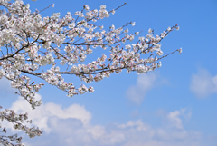 青空と桜