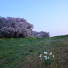 渡良瀬遊水地の春風景　②