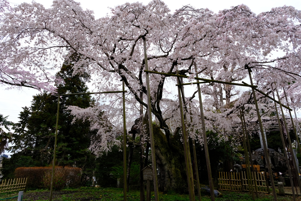 祥雲寺のしだれ桜