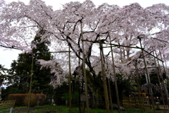 祥雲寺のしだれ桜
