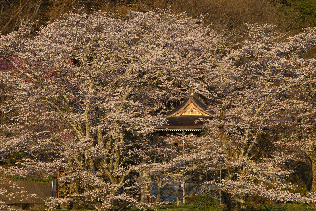 桜満開！