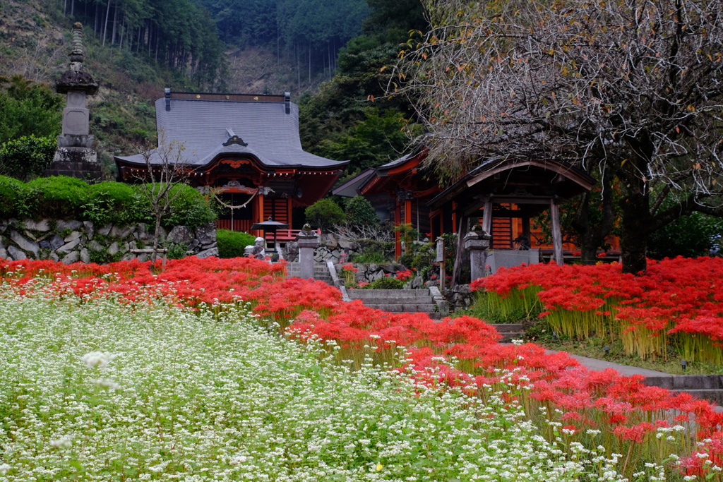 花の寺　ⅱ