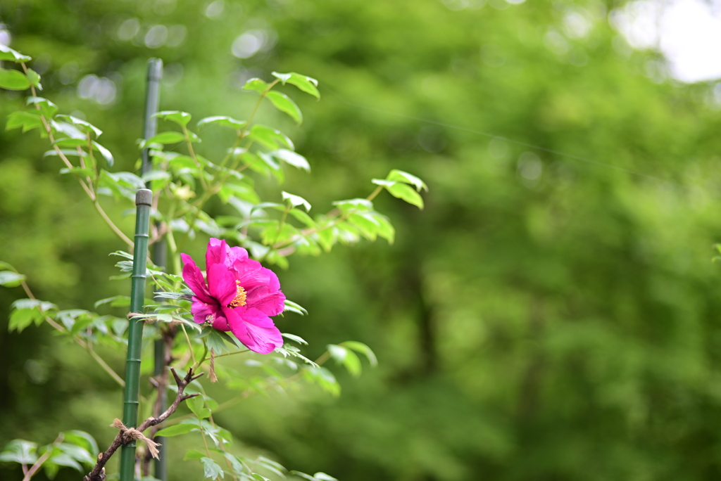 別名　百花王