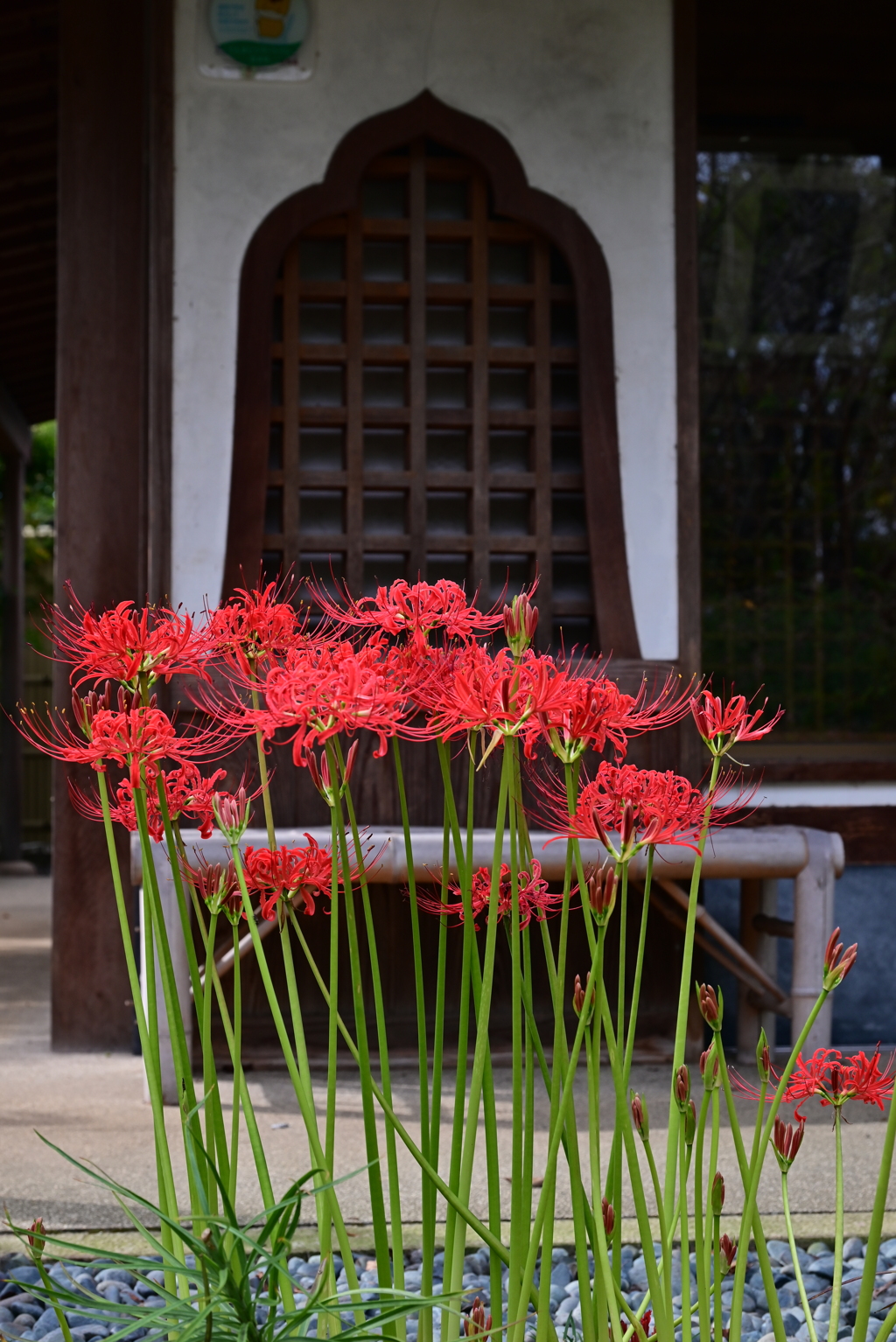花の寺　常楽寺の彼岸花