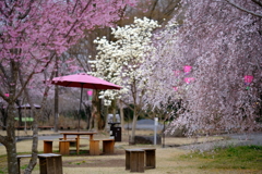 天平の丘　春の賑わい