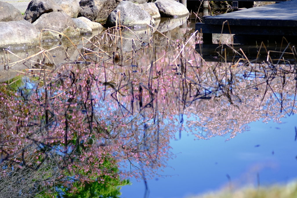 池に映りこむ