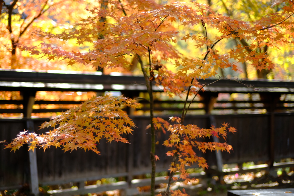 紅葉の里　２