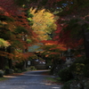 参道を彩る秋色