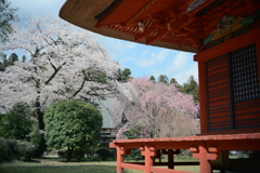 医王寺の桜　②
