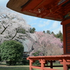 医王寺の桜　②