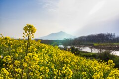 筑波山と菜の花