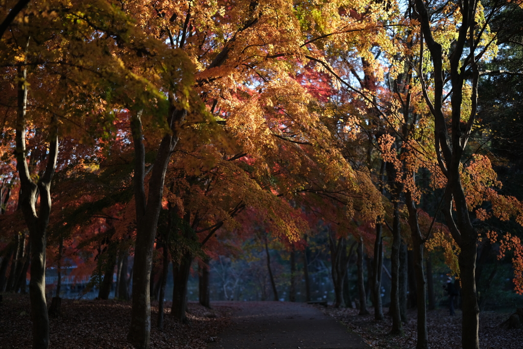 晩秋の公園　Ⅱ