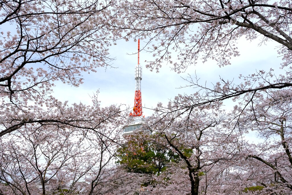 桜と宇都宮タワー