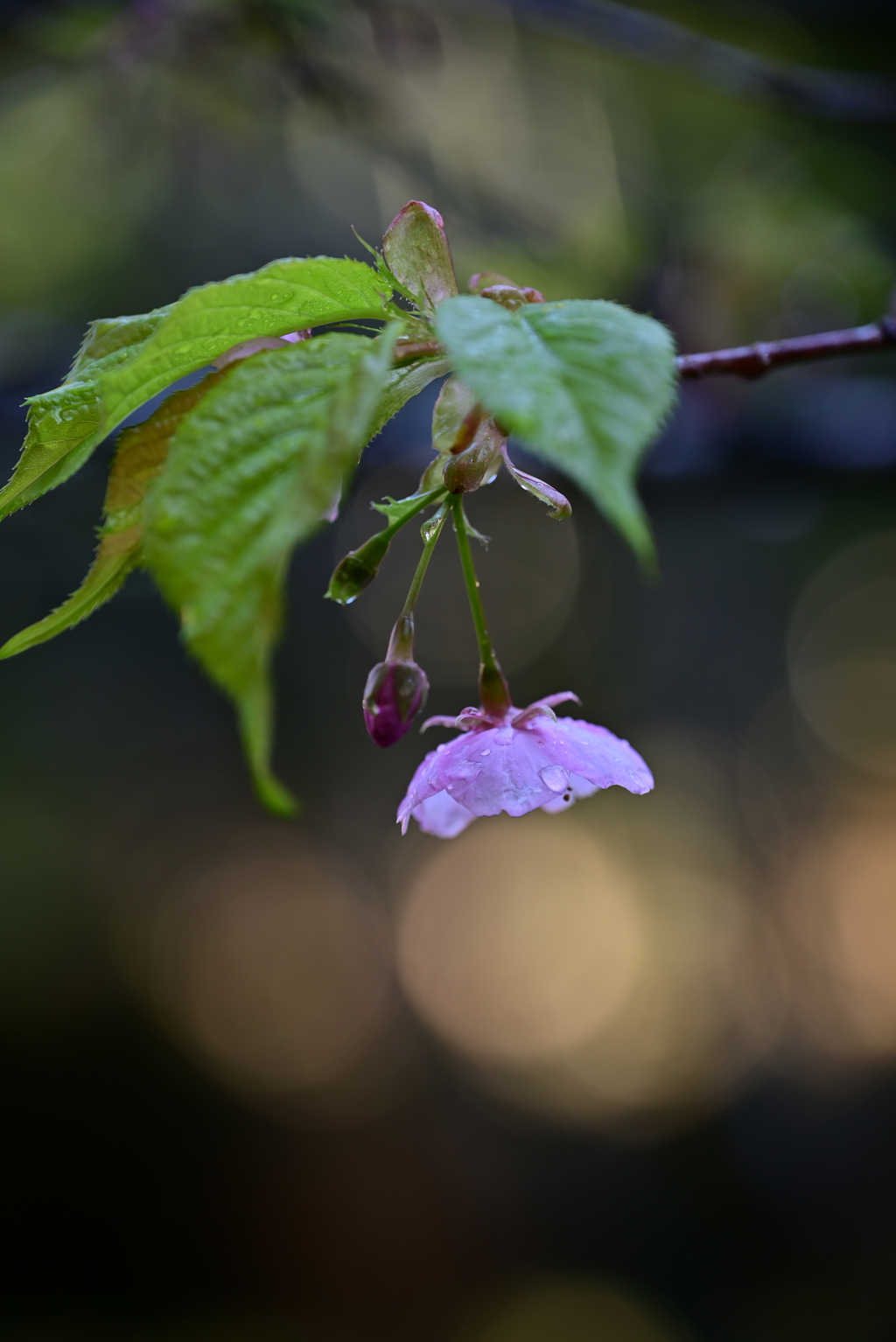 早咲きの桜