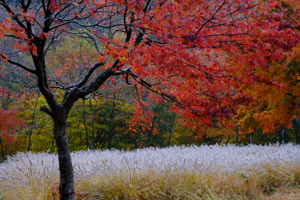 朝露の紅葉