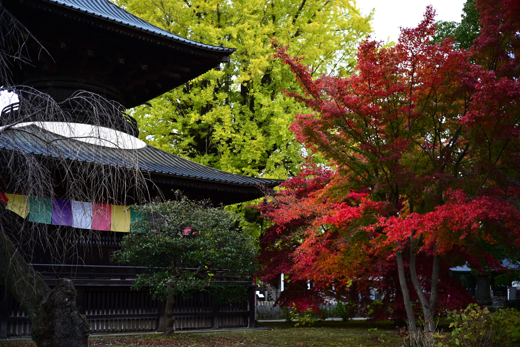 鑁阿寺の秋　Ⅱ
