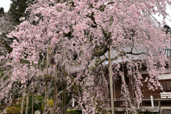 岩しだれ桜