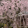 岩しだれ桜