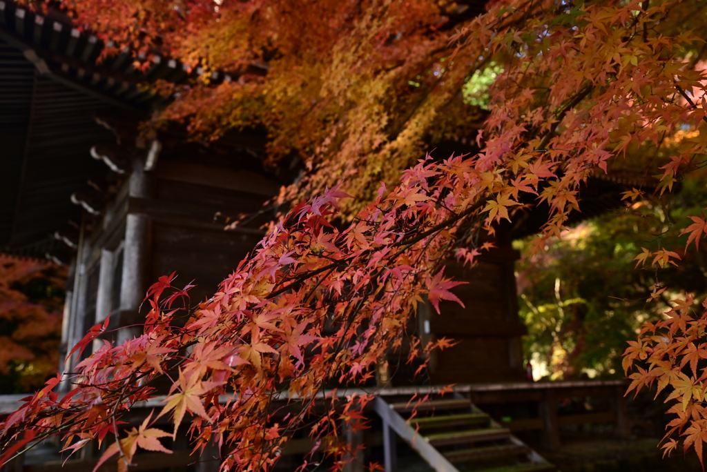 益子円通寺の紅葉　Ⅱ