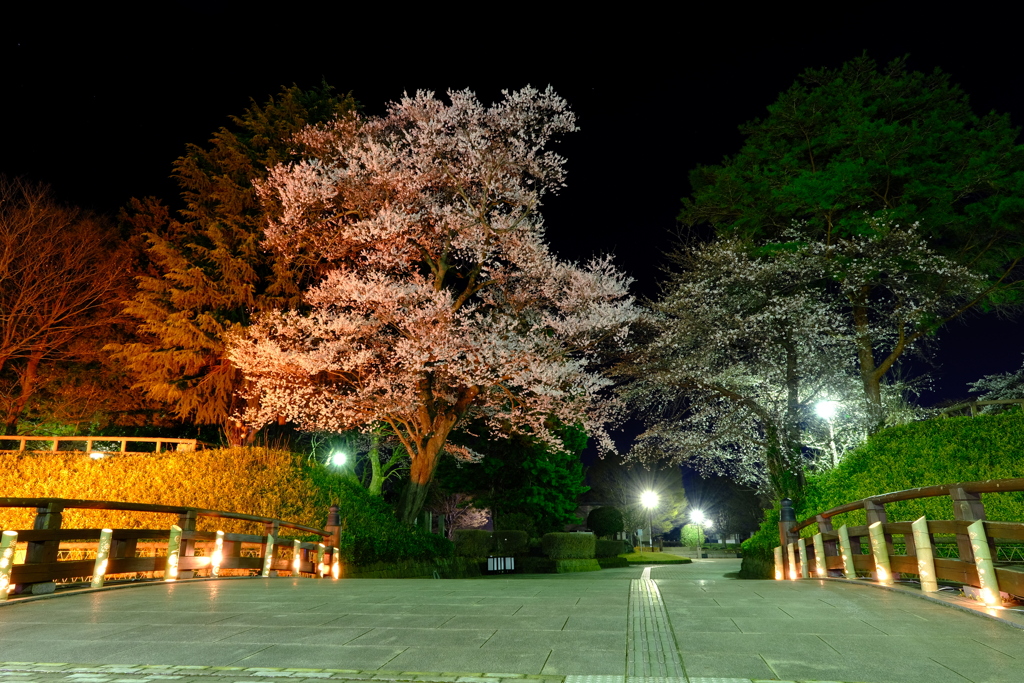 夜の彼岸桜と竹灯り