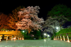 夜の彼岸桜と竹灯り