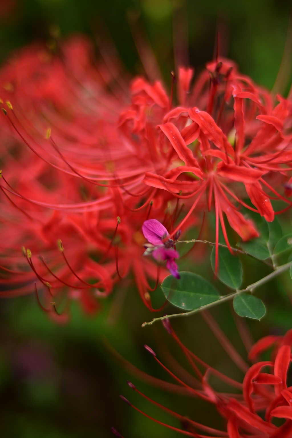 曼珠沙華と萩の花