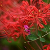 曼珠沙華と萩の花