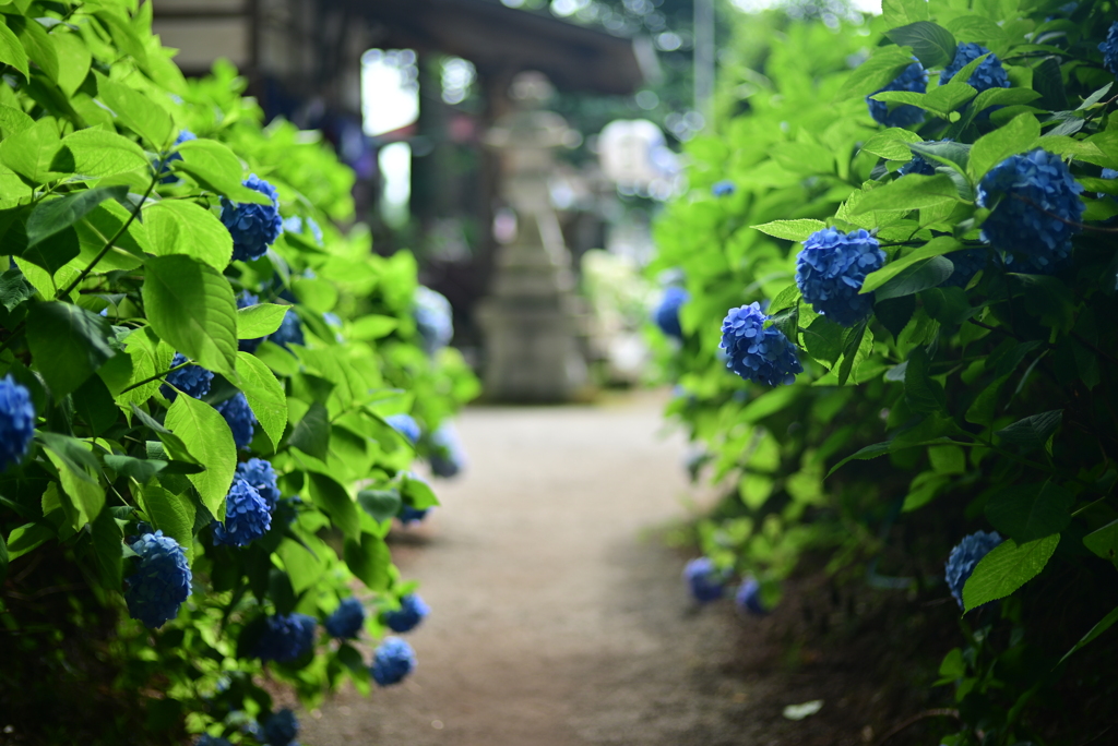 あじさい神社　②