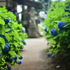 あじさい神社　②