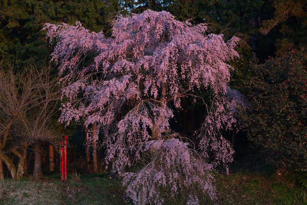 妖艶桜色