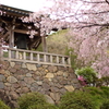 猫とお寺