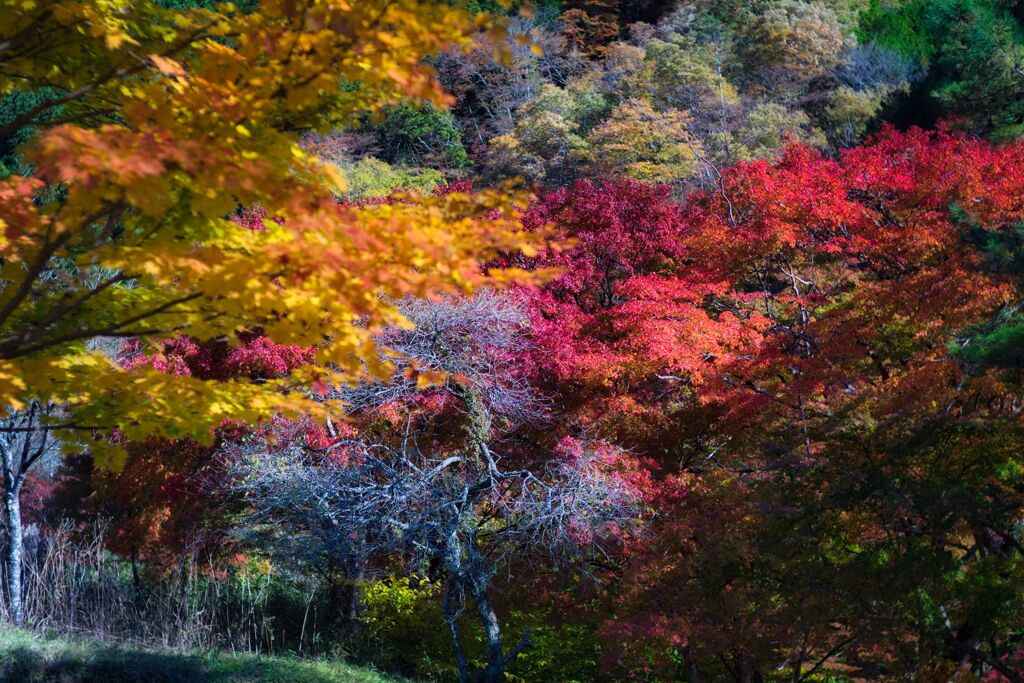 紅葉日和