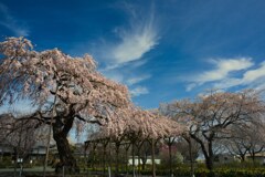 しだれ桜